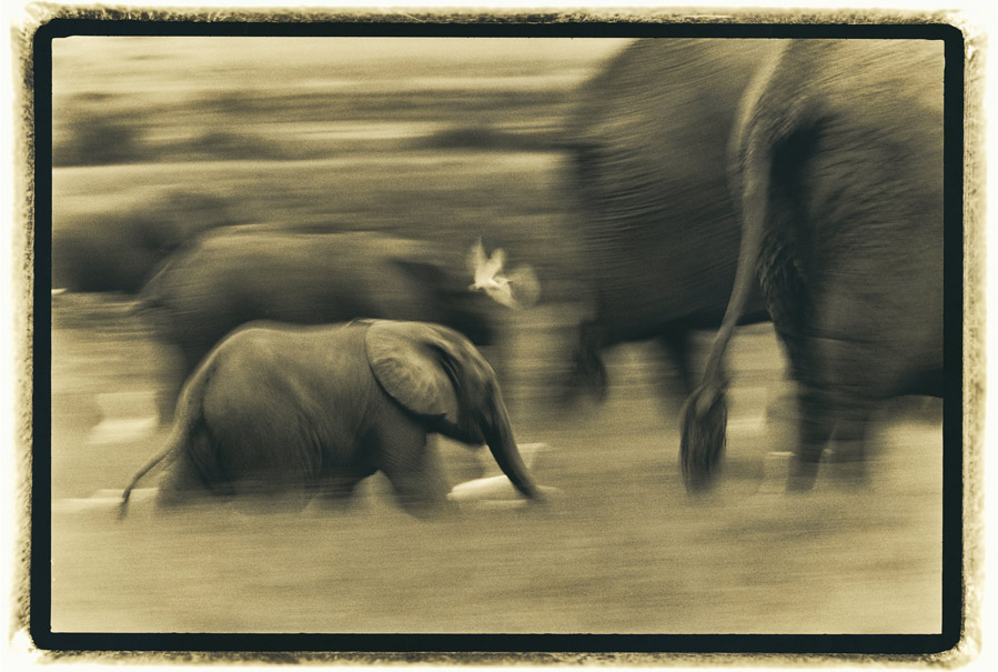 Calf Running With Egret