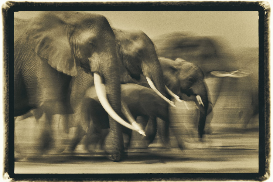 Hazel And Family On The Move