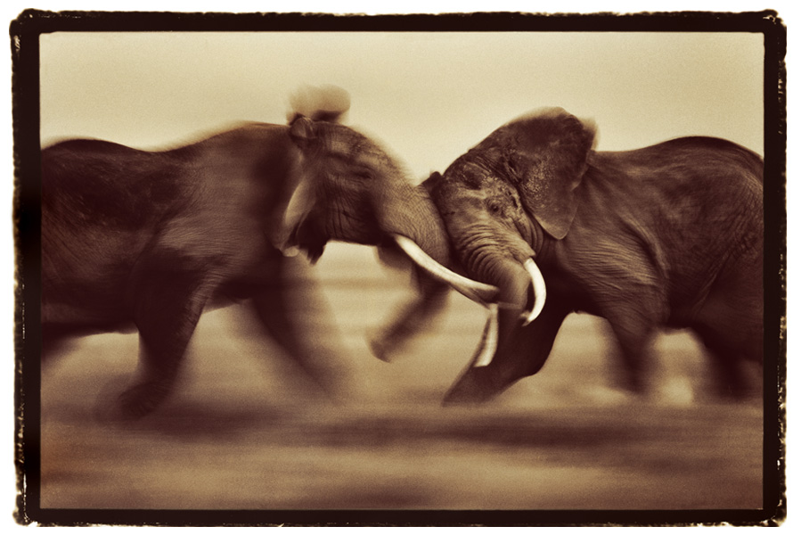 Clash Of The Bulls